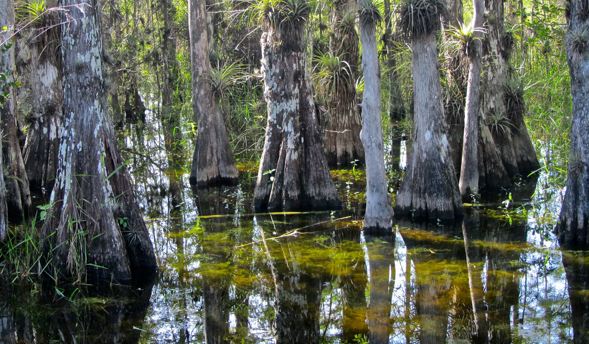 Big Cypress National Preserve along the Tamiami Trail.